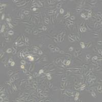 A549 [A-549] (人非小细胞肺癌细胞)带鉴定