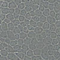 BxPC-3 (人原位胰腺腺癌细胞)带鉴定