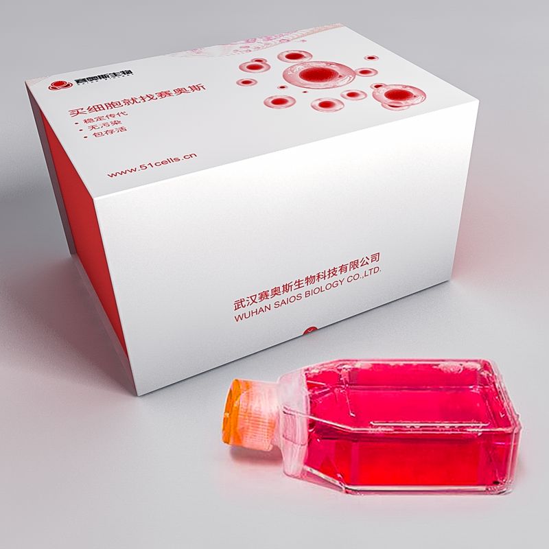 Kasumi-1人红白血病细胞