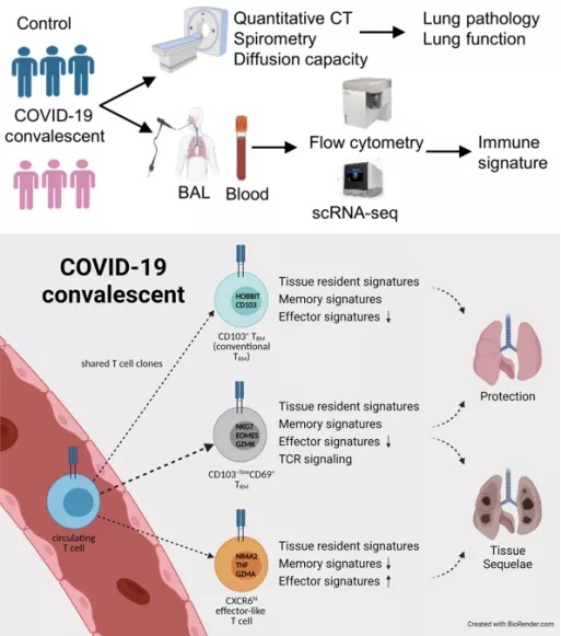 Science Immunology：新冠肺部后遗症免疫特征高维解析
