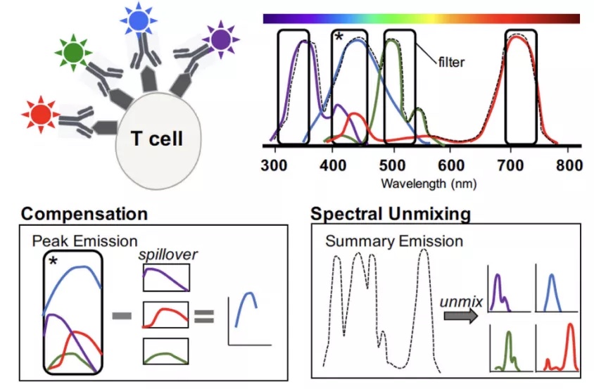硬核流式操作指南：荧光补偿，怎样调更可靠？