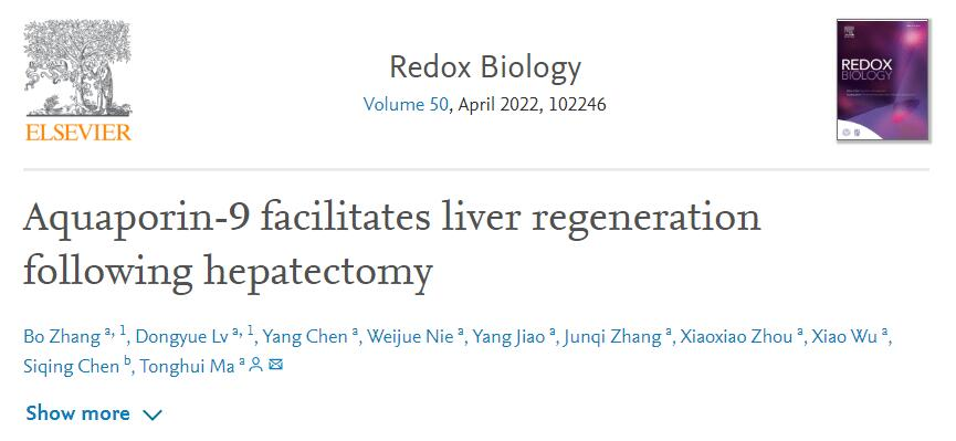 【客户文章】南京中医药大学麻彤辉团队研究发现水通道蛋白-9促进肝切除术后肝再生