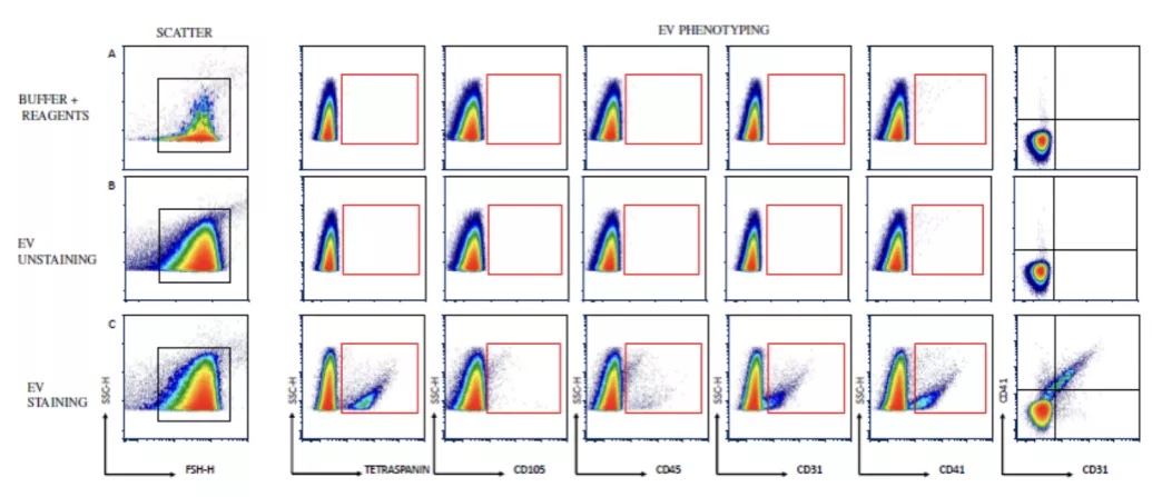 单次运动也有效：运动后血管功能相关EV浓度显著下降，胰岛素敏感性提升