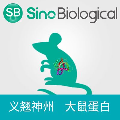 重组大鼠 SPN / CD43 / Sialophorin 蛋白 (Fc标签)