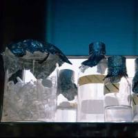 CAS：150347-59-4、≥90% (HPLC)、5(6)-CFDA N-琥珀酰亚胺酯