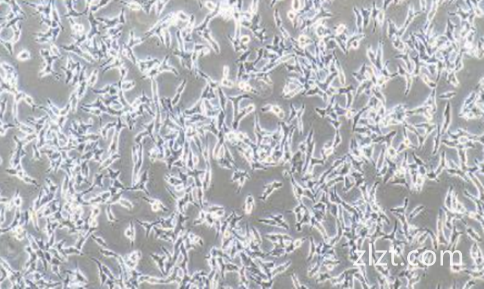 SCC-25 人口腔鳞癌细胞