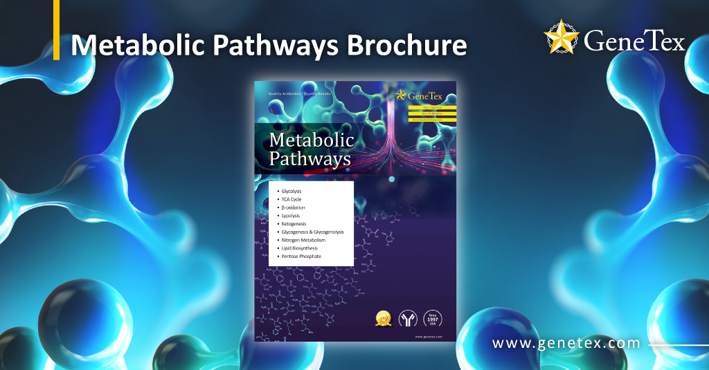 下载 GeneTex 的 Metabolic Pathways 小册