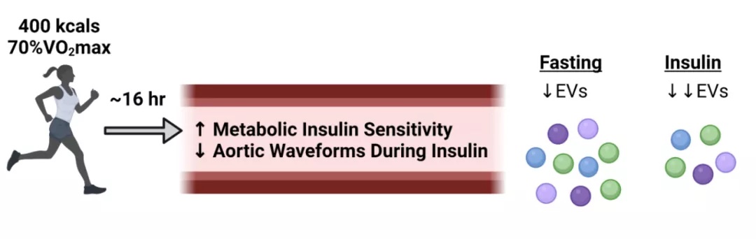 单次运动也有效：运动后血管功能相关EV浓度显著下降，胰岛素敏感性提升