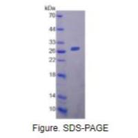 跨膜蛋白173(TMEM173)重组蛋白