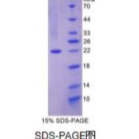 睫状神经营养因子(CNTF)重组蛋白