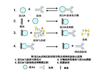 非受体型蛋白酪氨酸磷酸酶1(PTPN1)重组蛋白