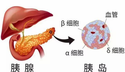 胰腺炎是什么严重的病
