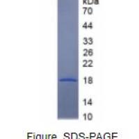 核糖核酸酶A2(RNASE2)重组蛋白