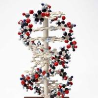 CAS:3301-79-9、≥98% (HPLC)、6-羧基荧光素
