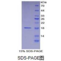 层粘连蛋白α1(LAMA1)重组蛋白
