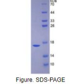 骨形成蛋白6(BMP6)重组蛋白