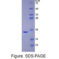 骨形成蛋白6(BMP6)重组蛋白