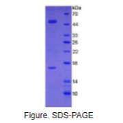纤维介素蛋白(FGL2)重组蛋白