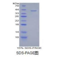 Corin蛋白(CRN)重组蛋白
