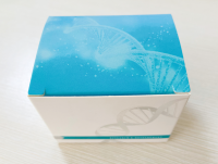 禽戊型肝炎病毒染料法荧光定量RT-PCR试剂盒