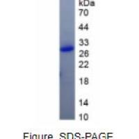 甲状腺过氧化物酶(TPO)重组蛋白
