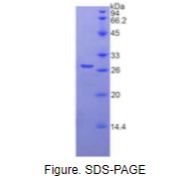 跨膜丝氨酸蛋白酶2(TMPRSS2)重组蛋白
