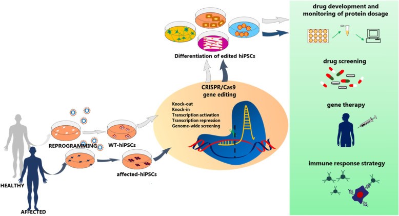 简化 CRISPR 基因编辑的干细胞的工作流程，提高单克隆效率
