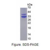 铁调素(Hepc)活性蛋白