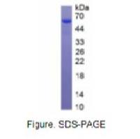 过氧化氢酶(CAT)活性蛋白