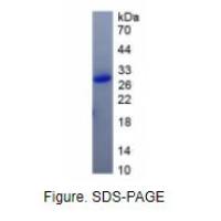 颗粒酶A(GZMA)活性蛋白