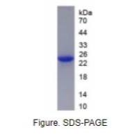成纤维细胞生长因子18(FGF18)活性蛋白