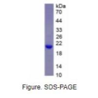 载脂蛋白C3(APOC3)活性蛋白