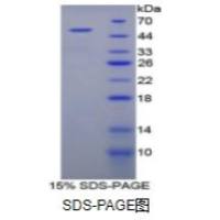 非神经元性烯醇化酶(ENO1)重组蛋白