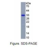蛋白酶K(PROK)活性蛋白