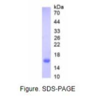 半乳糖凝集素7(GAL7)活性蛋白