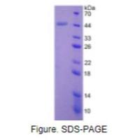 骨成型蛋白2(BMP2)活性蛋白