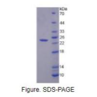 颗粒酶K(GZMK)重组蛋白