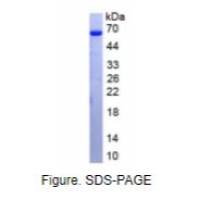 羧酸酯酶1(CES1)活性蛋白