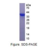 半乳糖凝集素12(GAL12)活性蛋白