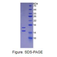单核细胞趋化蛋白1(MCP1)活性蛋白