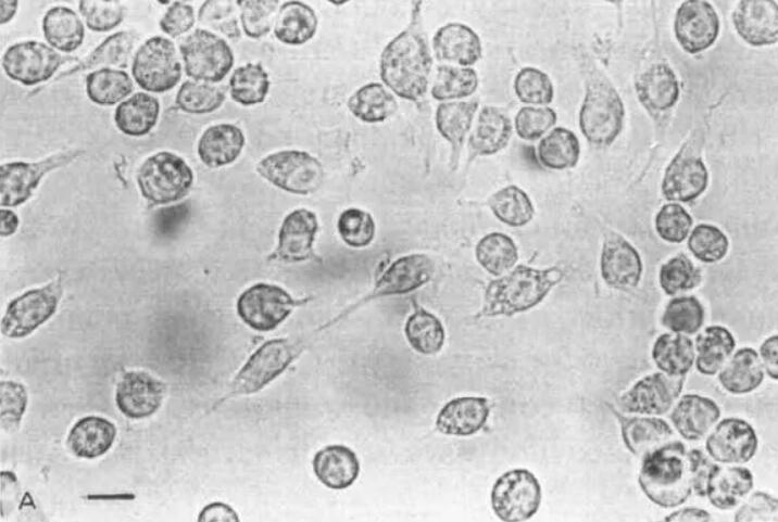 细胞学堂 | BV2细胞形态大变样，如何“力挽狂澜”？