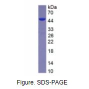 Sidekick同源物1(SDK1)重组蛋白
