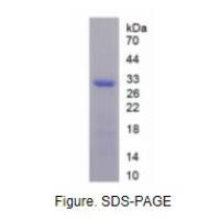 WNT1诱导信号通道蛋白2(WISP2)重组蛋白