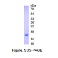 骨成型蛋白7(BMP7)活性蛋白