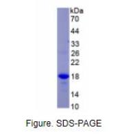 肾连蛋白(NPNT)重组蛋白