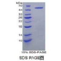 V-Myc骨髓细胞瘤病毒癌基因同源物(MYC)重组蛋白