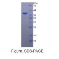 防御素β2(DEFb2)活性蛋白