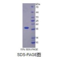 白介素1θ(IL1q)重组蛋白