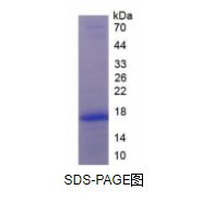 血小板衍生生长因子A(PDGFA)活性蛋白