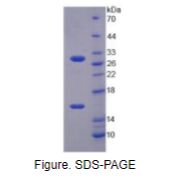 沉默调节蛋白3(SIRT3)重组蛋白